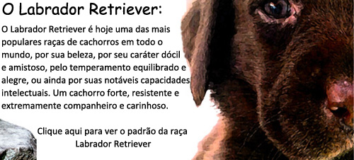 Padr&atilde;o da ra&ccedil;a Labrador Retriever